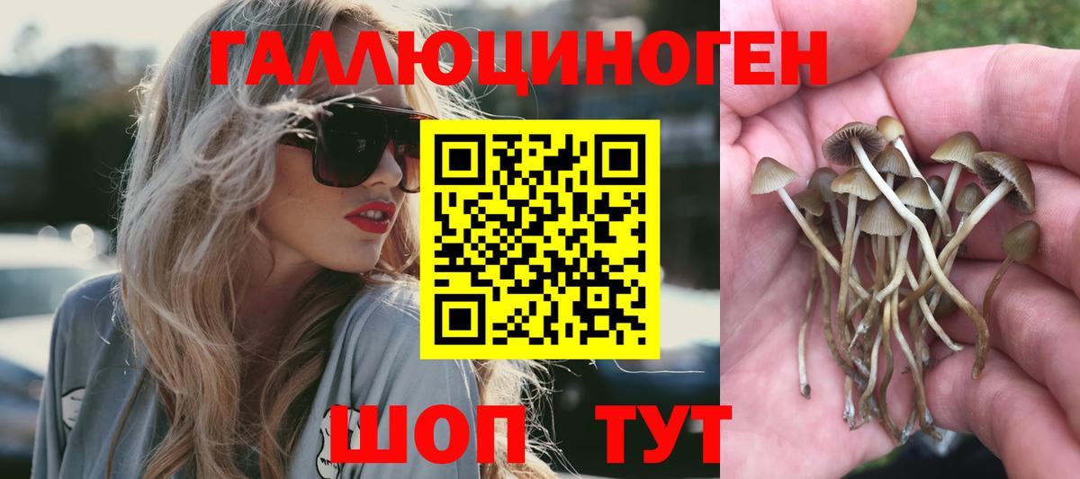 Балашов  Галлюциногенные грибы Cubensis  Вход с VPN  Галлюциногенные грибы GOLDEN TEACHER 